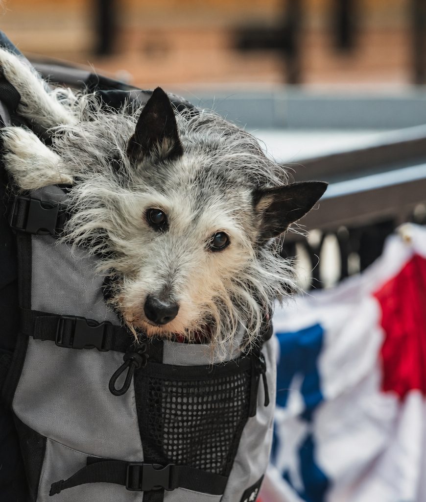 A scruffy terrier peeking out of a grey carrier on its owner’s back