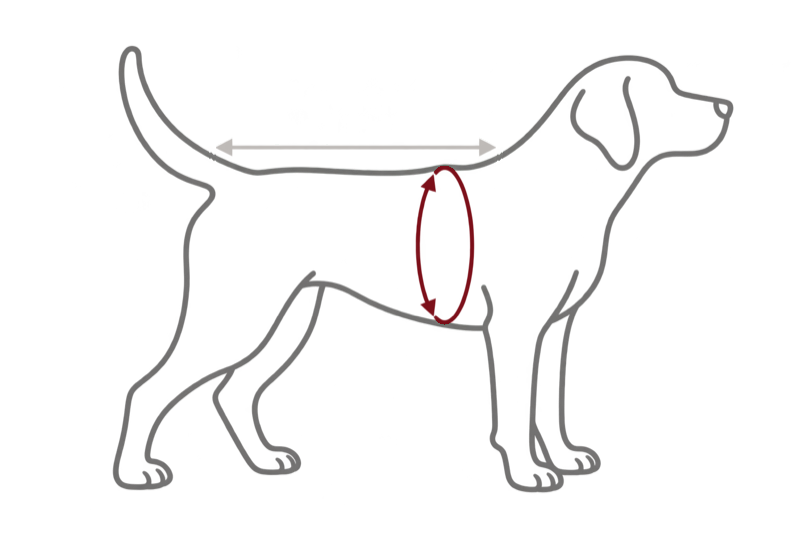 Side view of a dog showing back length along the spine and chest circumference just behind the front legs. Measurement guide, not to scale.