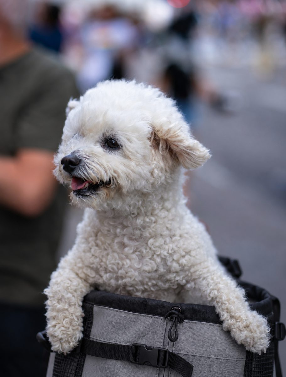 A bichon leaning out of a grey carrier in a busy street